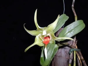 Image de Dendrobium tobaense 3